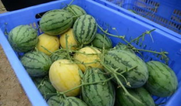 湘潭网红吃瓜群微信,揭秘网络社交圈的趣味与热议