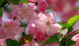 吃瓜网小鱼海棠,揭秘吃瓜网上的神秘魅力